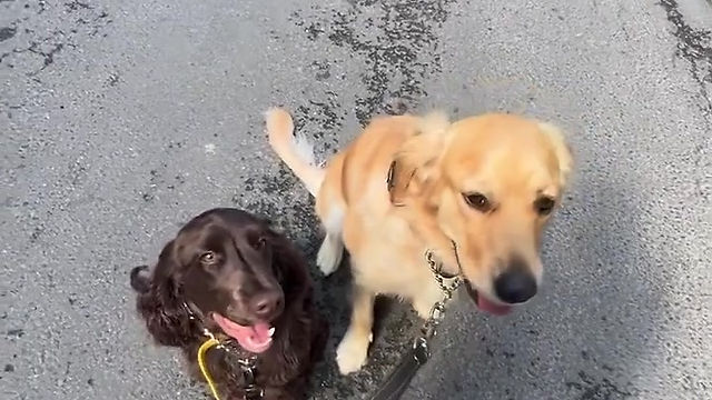 On/off leash duo